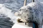 Seal's Dramatic Escape from Orcas by Jumping onto Boat in Washington