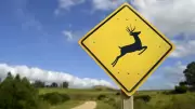 Sharing Canadian Roads with Wildlife: Essential Safety Guide