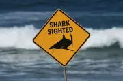Shark Attack in Australia Kills Woman, Critically Injures Man