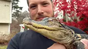 Small Alligator Rescued in Boston After Charles River Discovery