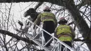 Squamish Firefighters Rescue Injured Bald Eagle Using Ladder Truck