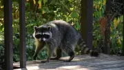 Study Reveals Raccoons Evolving, Could They Become Pets?