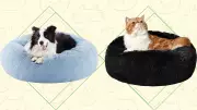The Calming Donut Bed: Revolutionary Anxiety Relief for Cats and Dogs