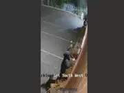 United Against Hate: How Jewish and Chinese Communities Are Forging Alliances in Canada