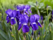 When to Divide Bearded Irises: Expert Gardening Tips for Canadian Gardeners