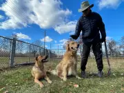 Windsor Revises Dog Licensing Fees, Targets Problem Owners