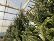 Winnipeg Garden Centres See Christmas Tree Surplus as Demand Declines