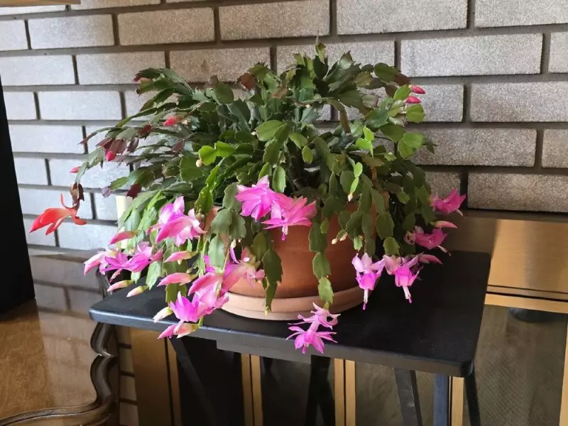 3 Holiday Cacti Types to Brighten Your Canadian Winter