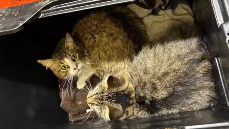32 Cats Abandoned in Plastic Bins Outside B.C. SPCA, Investigation Launched