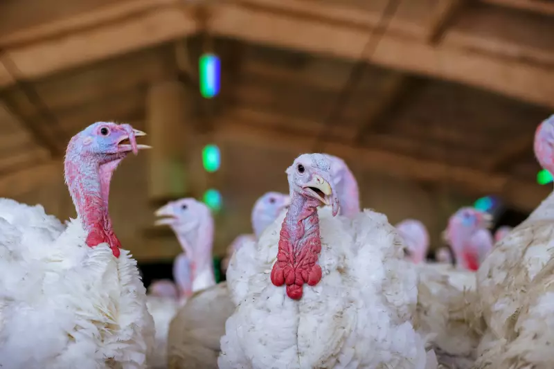56,000 Turkeys to Be Culled After Avian Flu Outbreak in Ontario's Perth County