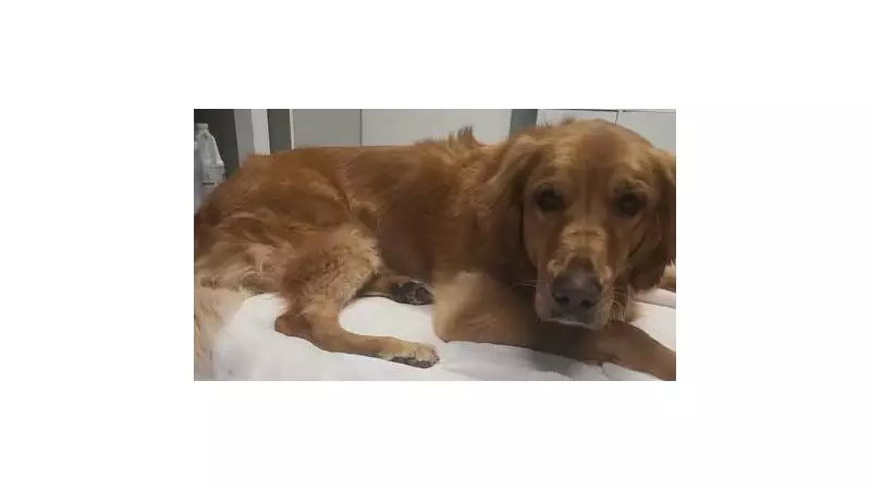 Abandoned Golden Retriever in Okotoks Exposes Crisis in Alberta Animal Rescue
