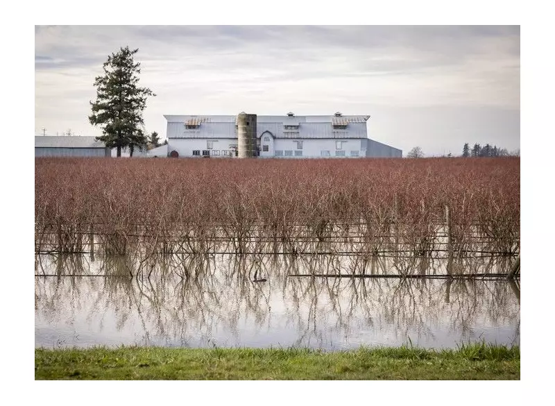 Abbotsford Flooding: All Evacuation Orders Lifted as Sumas River Threat Recedes