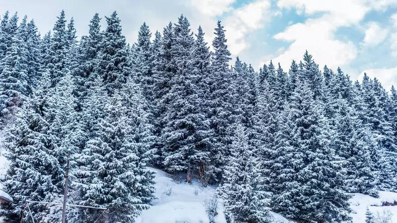 Albertans Can Cut Their Own Christmas Trees for Free on Crown Land
