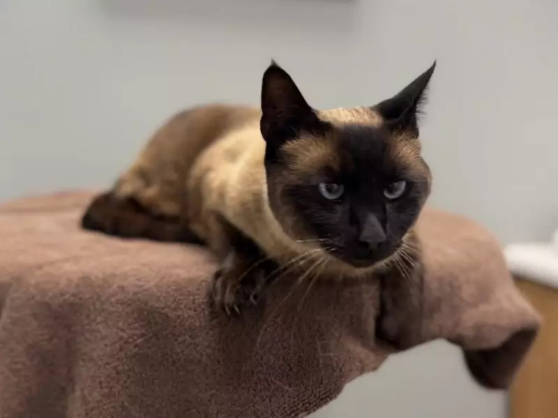 Amazon Driver Accused of Stealing Family Cat in California