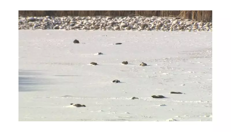 Avian Flu Confirmed in Niverville Goose Die-Off, Biologist Says