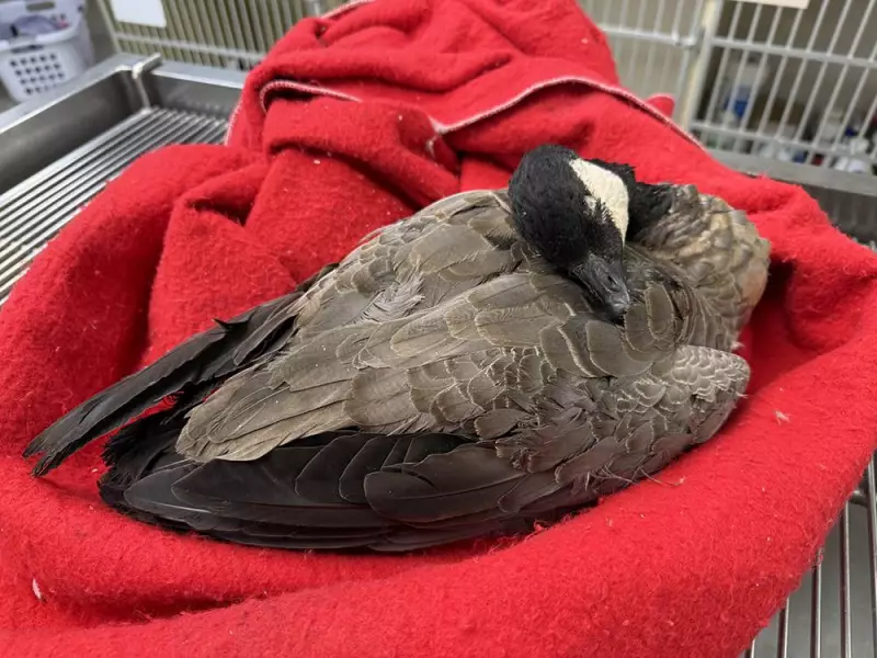 Avian Flu Outbreak: Maple Ridge Vet Reports Multiple Infected Geese in November