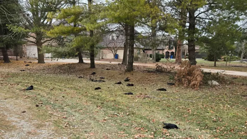 Avian Influenza Confirmed in Dead Crows Found in Chatham-Kent