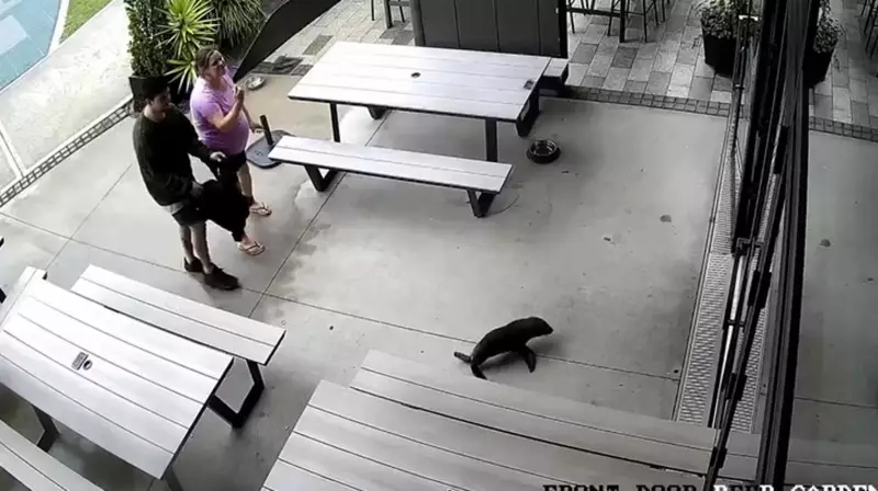 Baby Fur Seal Wanders into New Zealand Pub, Sparks Rescue Operation