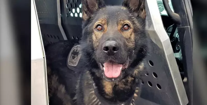 Barrie Drug Bust: Police Arrest 4, Seize Cocaine, Fentanyl, and Cash