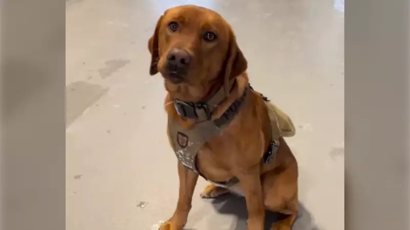 Barrie Police Welcomes Poppy, New Search and Rescue Dog, to the Force