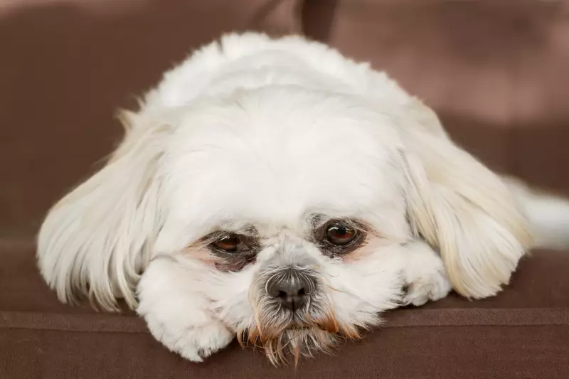 B.C. Man Banned for Life from Owning Pets After Shih Tzu Found in 'Abhorrent Condition'