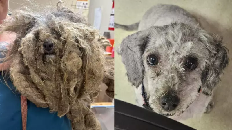 B.C. man banned for life from owning pets after SPCA seizes dog in 'heartbreaking' condition