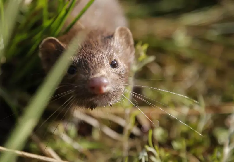B.C. Mink Farmers End 4-Year Legal Fight Against Ban, Cite Soaring Costs