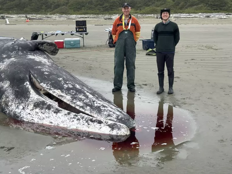 B.C. Whale Coroner's Gruesome Duty: A Humble Service to 'Revered' Animals
