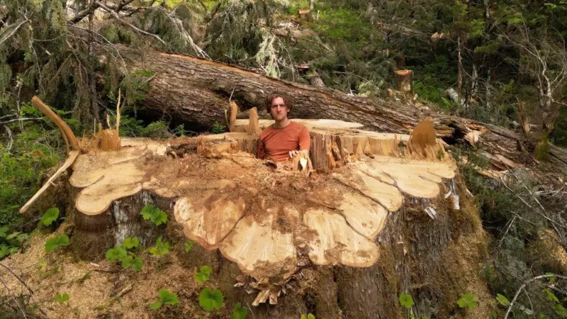 B.C.'s Giant Cedar Felled: Questions Raised Over Old-Growth Protection Law