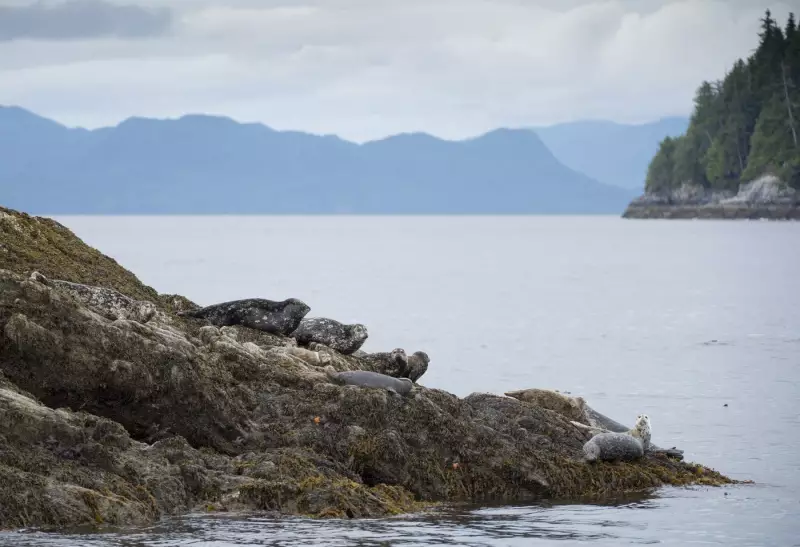 B.C.'s North Coast Braces for Heavy Rain: Up to 200 mm Forecast
