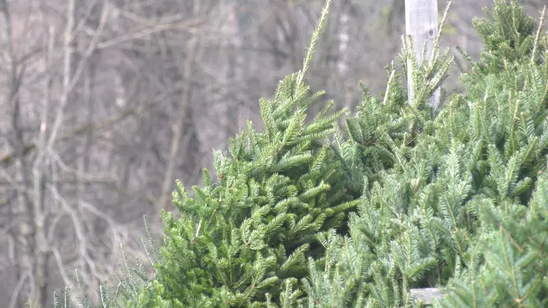 Beyond the Holidays: Creative Ways to Repurpose Your Christmas Tree