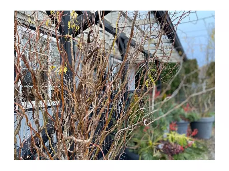 Brian Minter: Hardy Willows Bring Winter Joy to Canadian Gardens