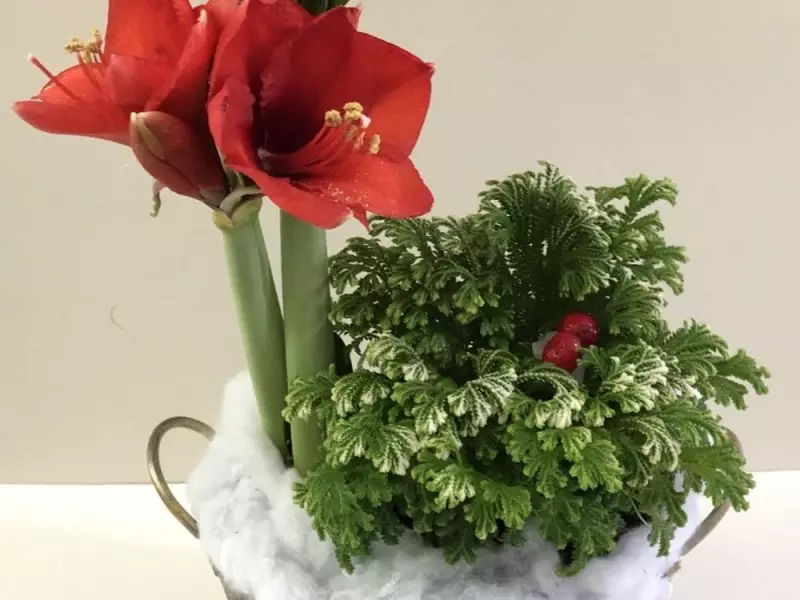 Brighten Winter Days with Amaryllis: A Canadian Gardener's Guide