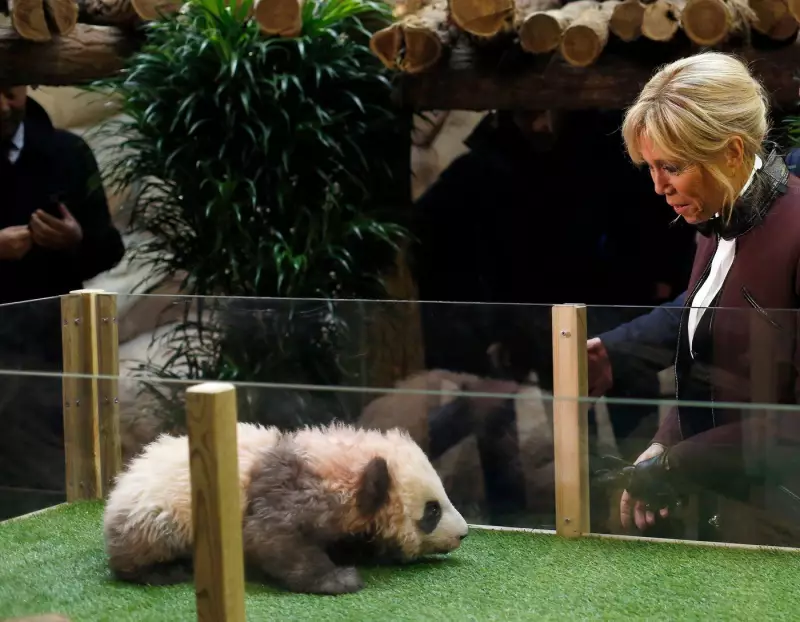 Brigitte Macron Visits Giant Panda Yuan Meng in China, Rekindling 2017 Zoo Ties