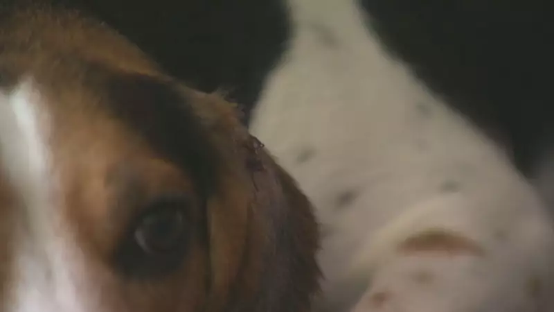 Calgary Beagle Attacked in Crosswalk, Bylaw Officers Investigate Dog Incident