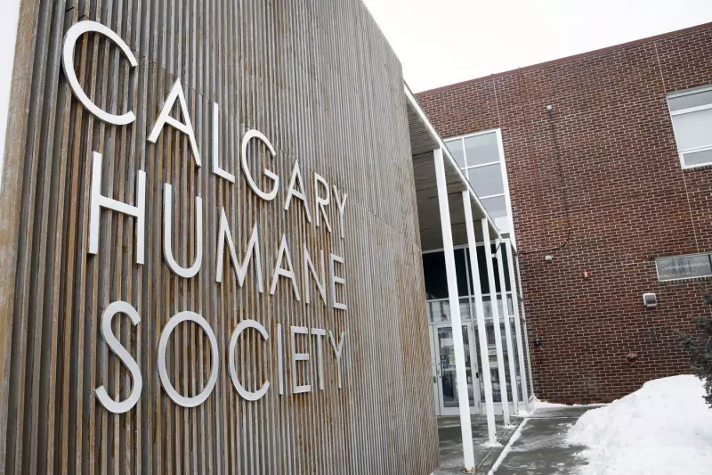 Calgary Man, 41, Charged After Multiple Alleged Animal Abuse Incidents in 2025