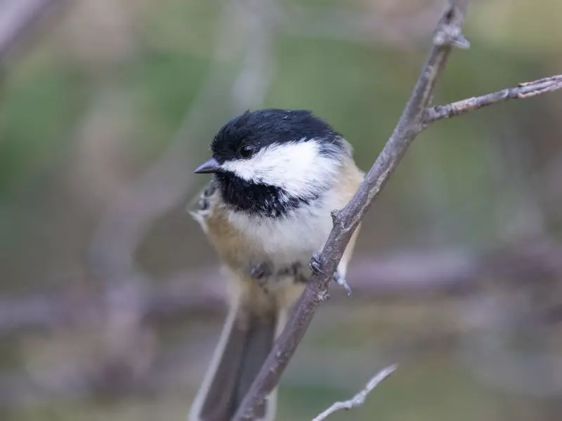 Calgary Reaffirms 'Bird-Friendly' Status, But Conservationists Urge More Action