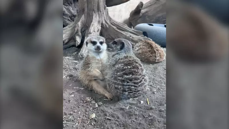 Calgary Zoo Mourns Loss of Beloved 14-Year-Old Meerkat Kwando
