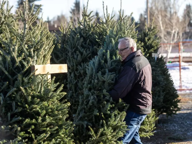 Calgary's Christmas Tree Disposal Guide: Two Ways to Compost After the Holidays