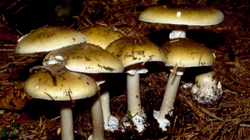 California Wild Mushroom Poisoning: 21 Cases, 1 Death, Health Officials Warn