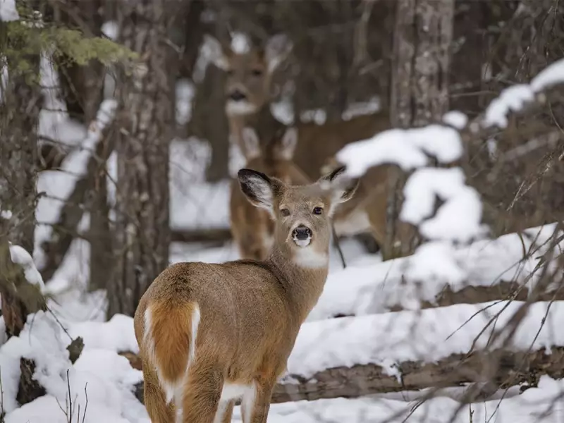 Calm Whitetails in Alberta Foothills: Unusual Deer Behavior After Fresh Snow