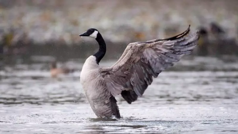Canada Goose in Tottenham Tests Positive for Avian Influenza