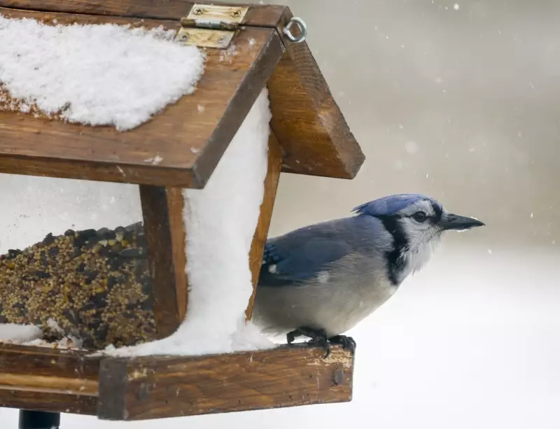 Canada Under 20 Weather Warnings as Rain, Snow, and Cold Grip the Nation