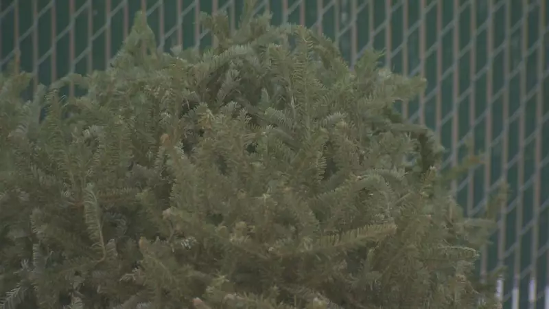 City of Calgary Offers Two Simple Options for Christmas Tree Composting