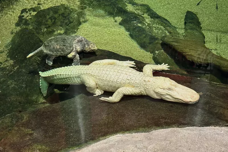 Claude, San Francisco's Beloved Albino Alligator, Dies at Age 30