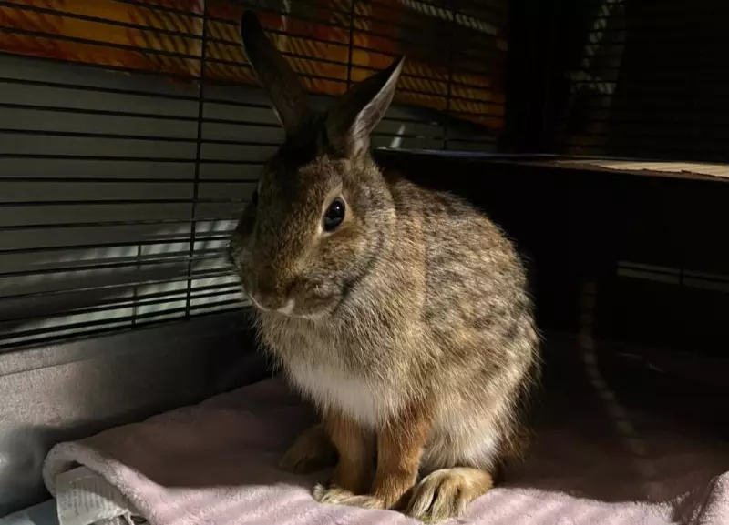 Cottontail Rabbit Beats Rare Fungal Parasite in Ontario Wildlife Rescue