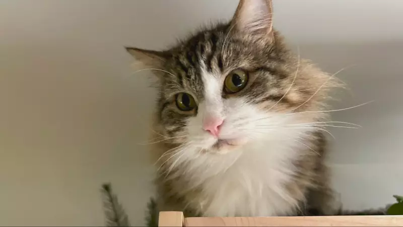 Cougar Attack on Vancouver Island Farm Kills Family Cat, Sparks Safety Fears