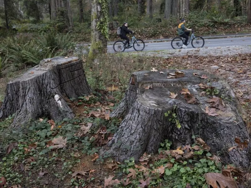 Court Greenlights Stanley Park Tree Removal, Upholds City's Contract