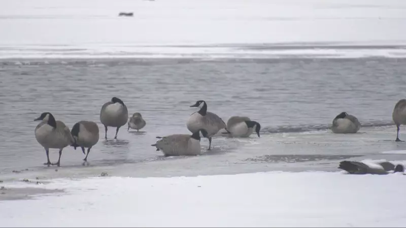 Dead Geese in Tottenham Prompt Environmental Testing in Ontario