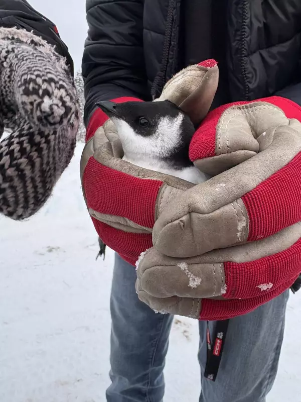 Dovekies, Tiny Seabirds, Wash Ashore in Newfoundland After Winter Storms